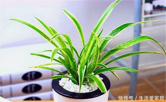 能让金边吊兰|养金边吊兰讲究1个巧字,15天用上2勺它,叶子翠绿,金边耀眼