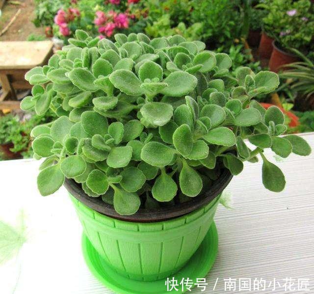 『真好玩』这种植物真好玩,越碰越香,摘片叶子砸一砸,还能熏蚊子