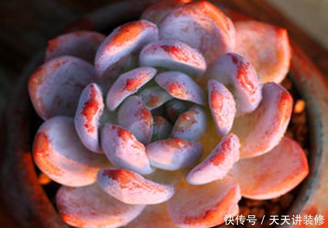 「雅致」玲珑雅致的多肉雪天使,养护要注意这些,才会莹如雪,艳如霞