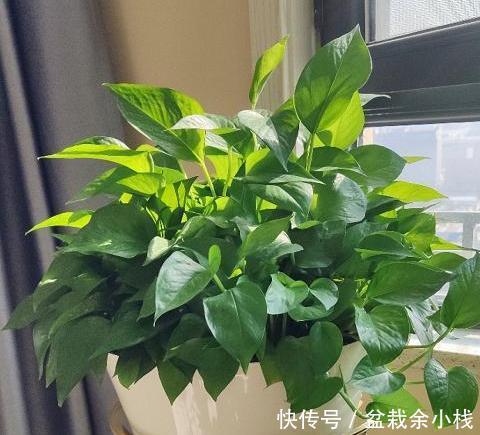  留言@花友留言：家里绿萝不好养？别怕，多关注3方面问题各个击破