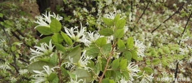 『檵木花』山里这种植物,到处都有,不做盆景,简直屈才了
