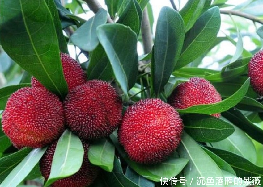  杨梅■想吃“杨梅”？?在家种1棵，红彤彤的果子挂满树，全家人都够吃
