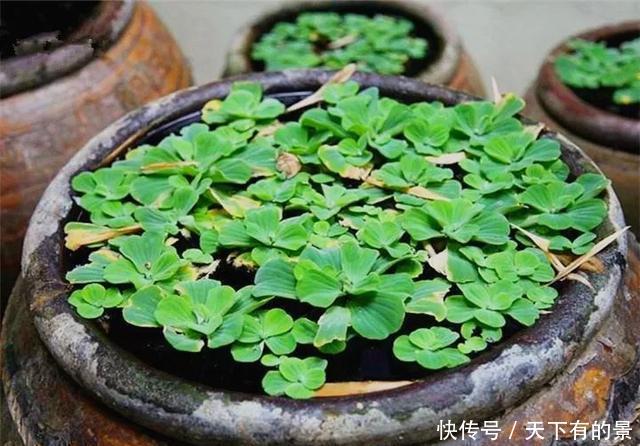 【拿来】30斤的大水缸,拿来养花成宝贝,怪不得都抢着要!