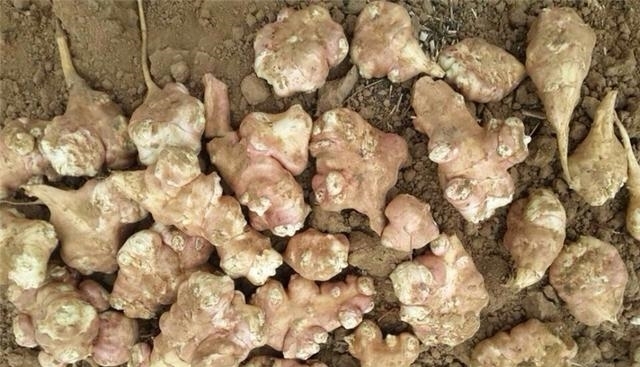  菊芋：日本视它高端菜，引入中国曾被大量种植，如今遭农民痛恨