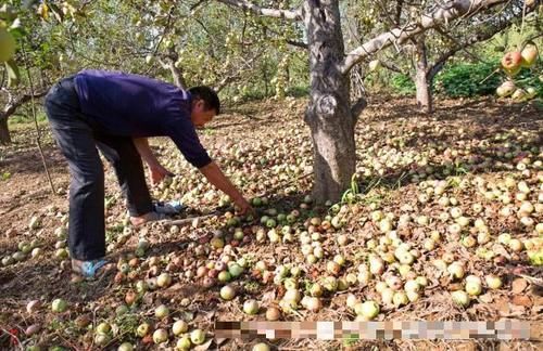  「3毛」3毛一斤贱卖榨汁厂，曾经一果难求，现在一车难卖，果农