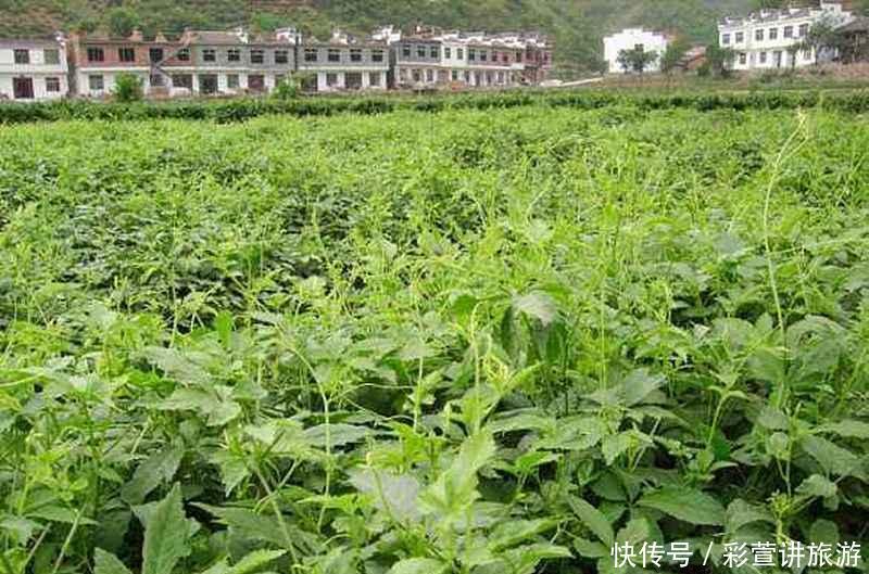  害草@常被当成害草除掉，却有人大量种植，农民数叶子论价！
