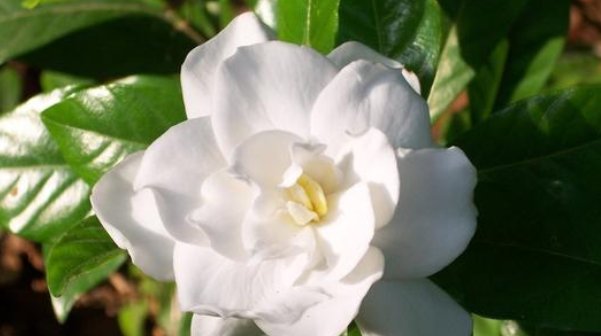  『栀子花』茉莉花、栀子花都喜欢2种“酸性水”,花开不断,香味“飘满屋”