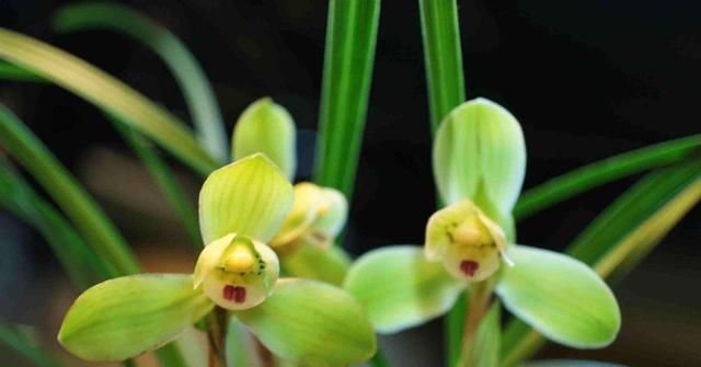  「好运」3种花适合家养，开花漂亮味道香，室内养一盆，改善环境纳好运