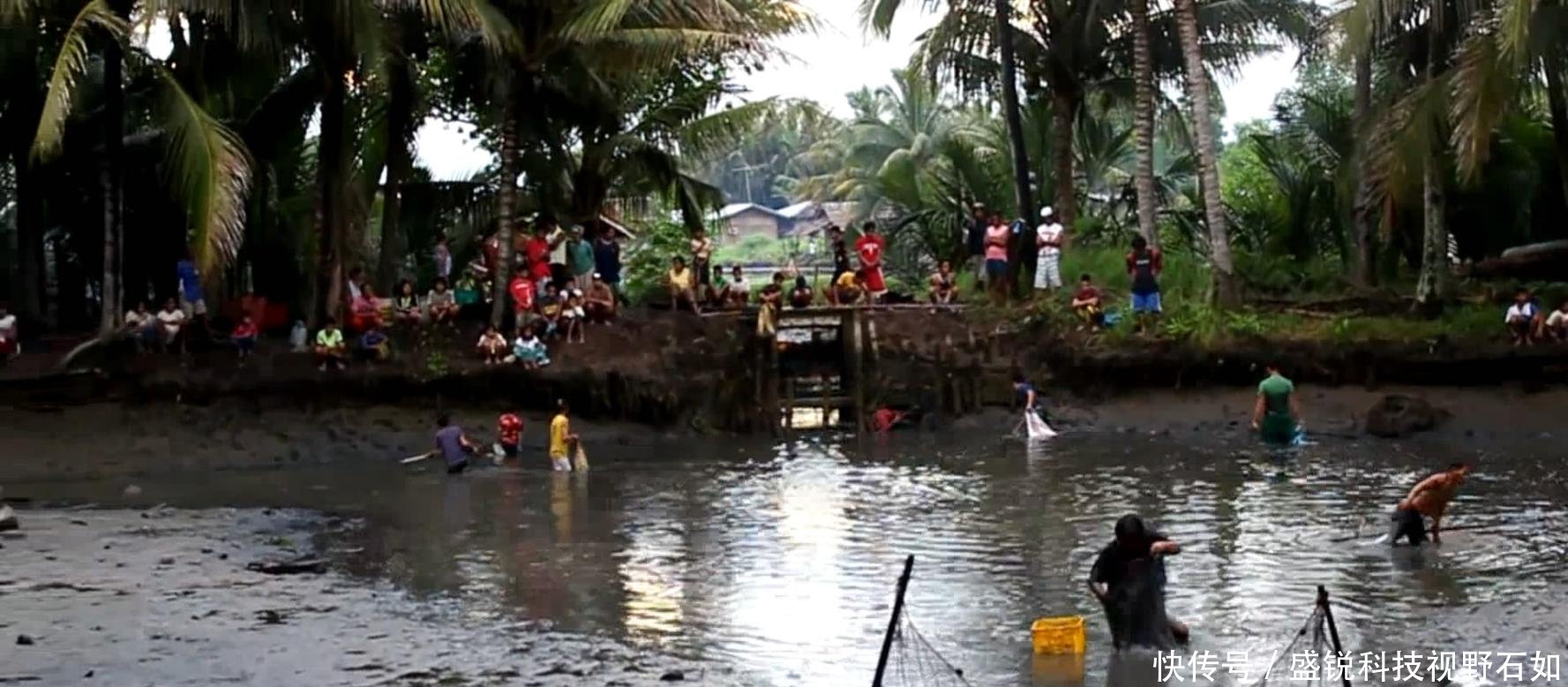 别人家的鱼塘收获 罗非鱼黑鱼不算少, 大虾长达二十厘米