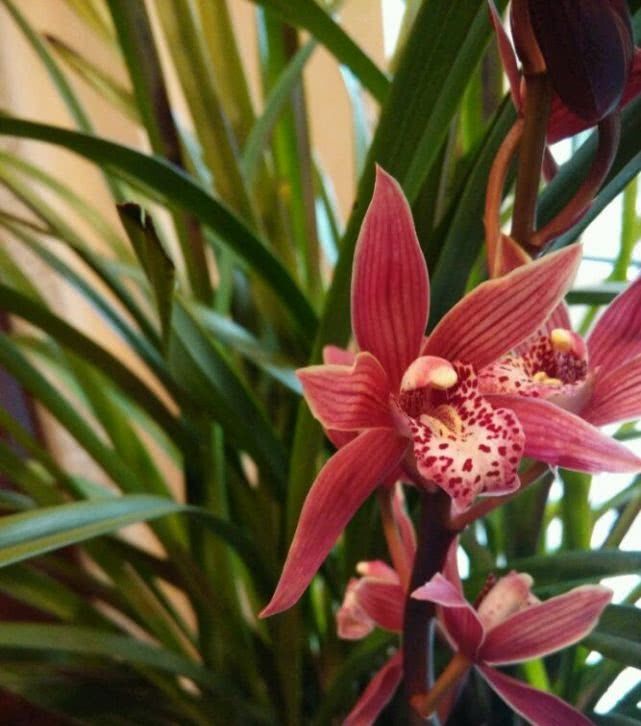  『紫霞仙女』花期最长的兰花，开花几个月，花开“香飘十里”，好养易活物美价廉！
