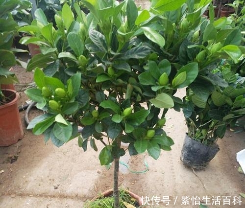 #高质量的水#栀子花养活太简单,三个陷阱不要碰