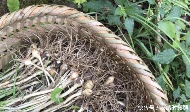 「值钱」在农田、山沟下,有1种奇特的“小根蒜”,碰见请珍惜,根茎值钱