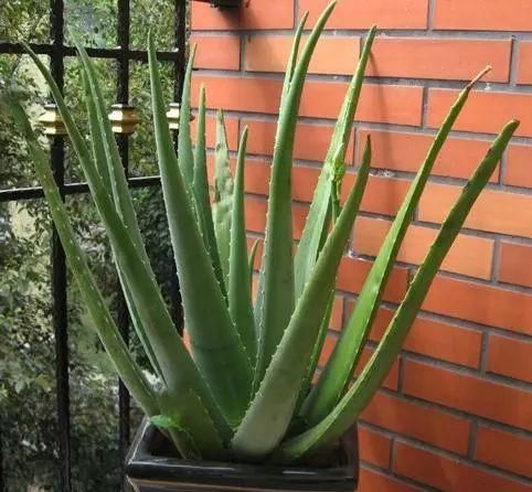 「细菌」细菌最“讨厌”3种植物,养“10盆”也不嫌多,能让家人更健康!