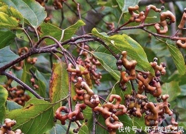  值钱@山上有1种“野果树”，果子弯曲，被称为“拐枣儿”，比山莓值钱
