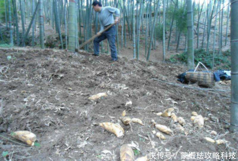  「市场中」农村懒人菜，种一次可收获10年，5元每斤亩收益上万不