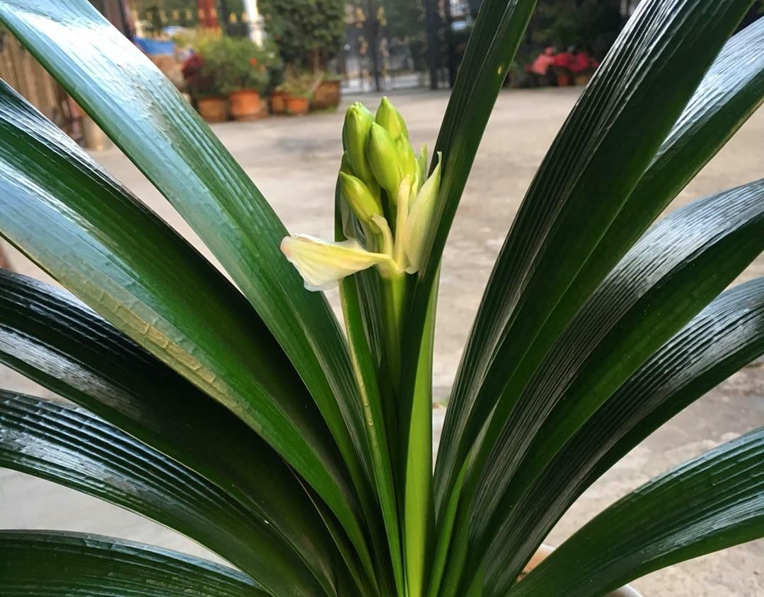  避开|君子兰不开花？避开“3高”，开花艳丽，花期长