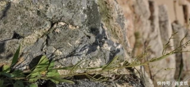  晾干|1种杂草有“20厘米高”，人称“百蕊草”，采摘晾干，1斤30