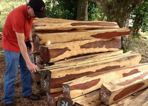  『暗香』一种堪比“紫檀”的树木，木质密集、有暗香，却被农民当柴烧