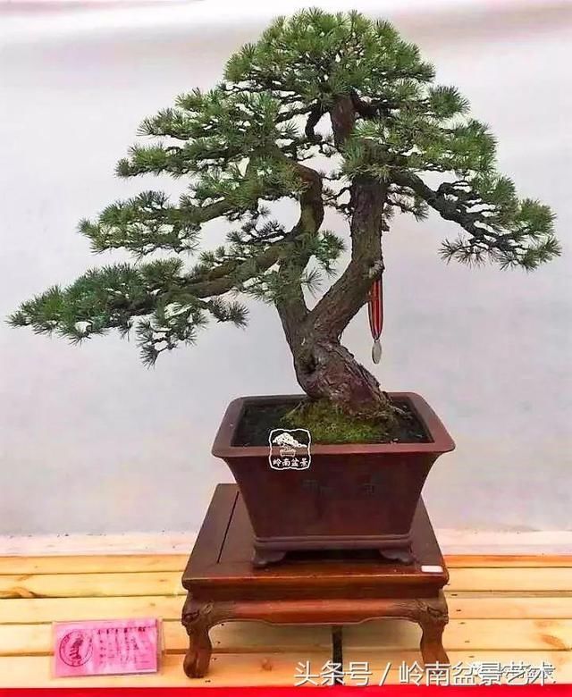 松树盆景，怎样才能算上品？