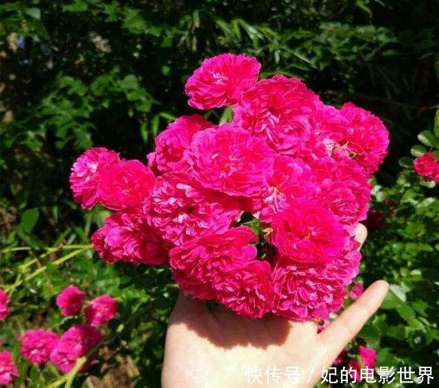 『被誉为』此花再贵,也要种两株,被誉为我国最香花卉,家中栽两株,香香哒