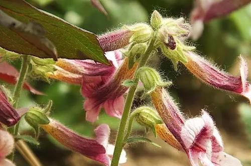  『常见』30种 · 野外常见植物，你叫啥？