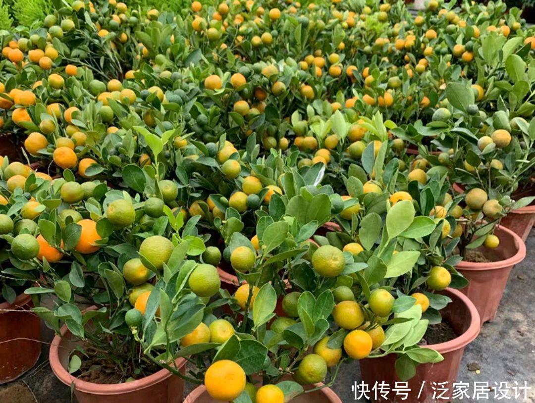  「剪掉」金桔盆栽长出来的新芽不是金桔？嫁接苗后遗症，剪掉不用怀疑
