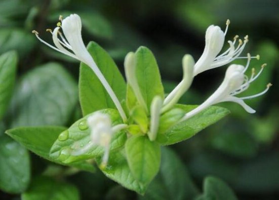  『记住』盆栽金银花，记住“4个”细节，开花开到爆盆，一年爬满阳台