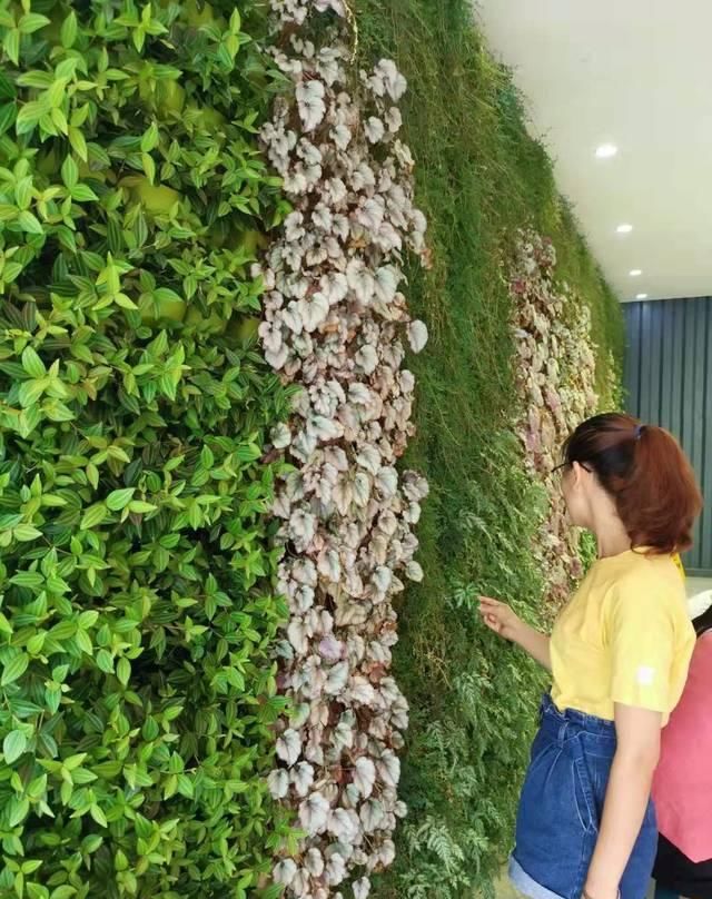 『精致』这些植物都可养在墙上,变精致的垂直植物景观,都可养在室内