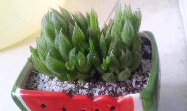 【女孩】喜欢种它的女孩们,要掌握好管理技术,植株小,盆也应小,才好活