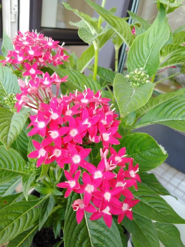  「一大」想要养有个性的花，就养五星花，开出一大捧小星星，养一次就上瘾