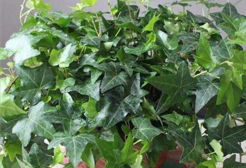  『盆栽』室内养6种植物，能净化空气环境，点缀家居、有益健康