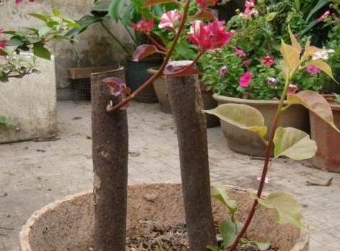  扦插繁殖：三角梅不开花?黑塑料袋一套,1个月后花苞开满头!