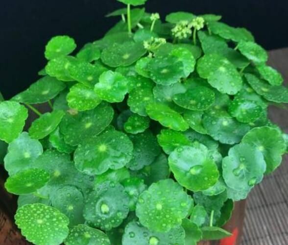 铜钱草■这2种绿植，找一个玻璃瓶就能养，3个月长满瓶，绿油油清新养眼