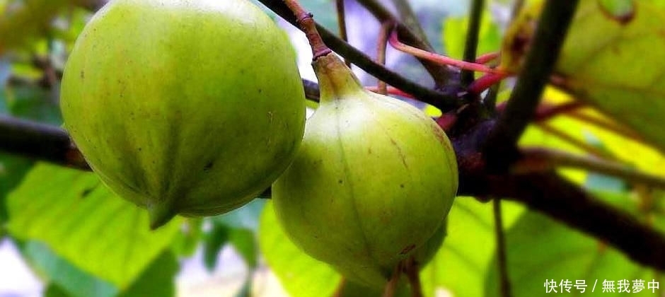  「树木」农村一种树木，以前家家户户种植，现在沦为野生，但果子一斤4元