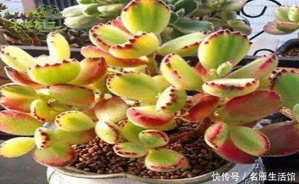  「爪子」多肉熊童子有3怕，总是叶子掉落不上色，学会了盆里挤满红爪子