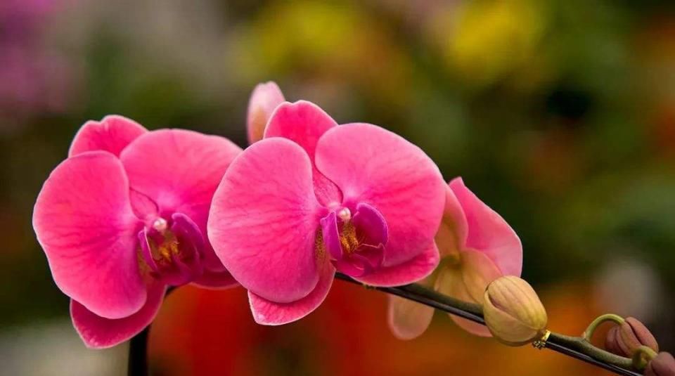  『蝶兰开花』蝴蝶兰养护方法，保持适当的阳光，注意施肥和浇水