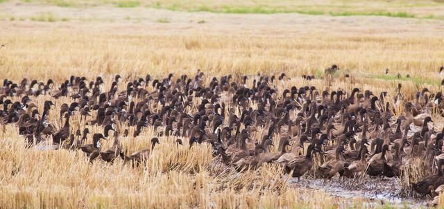 「免疫力」蛋鸭养殖，还是方文养的好，免疫力强产量高