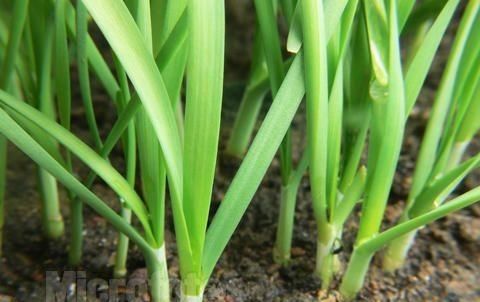  『韭菜』如果你想把韭菜种好，切掉后记得这样做，一茬韭菜比一茬韭菜还壮