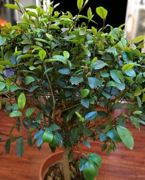  『空间』阳台空荡荡？不如养这四款花，美观又省空间，吊在阳台美成花帘