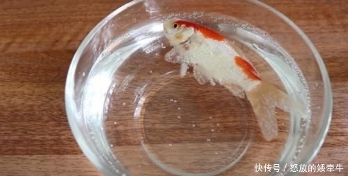 鱼缸■老外奇葩测试:把碳酸饮料倒入鱼缸,只想让鱼儿品尝一下味道!