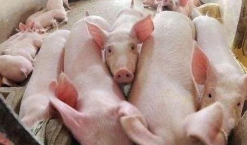  【取消】农村生猪禁养、限养规定立即取消！国家出招稳定生猪生