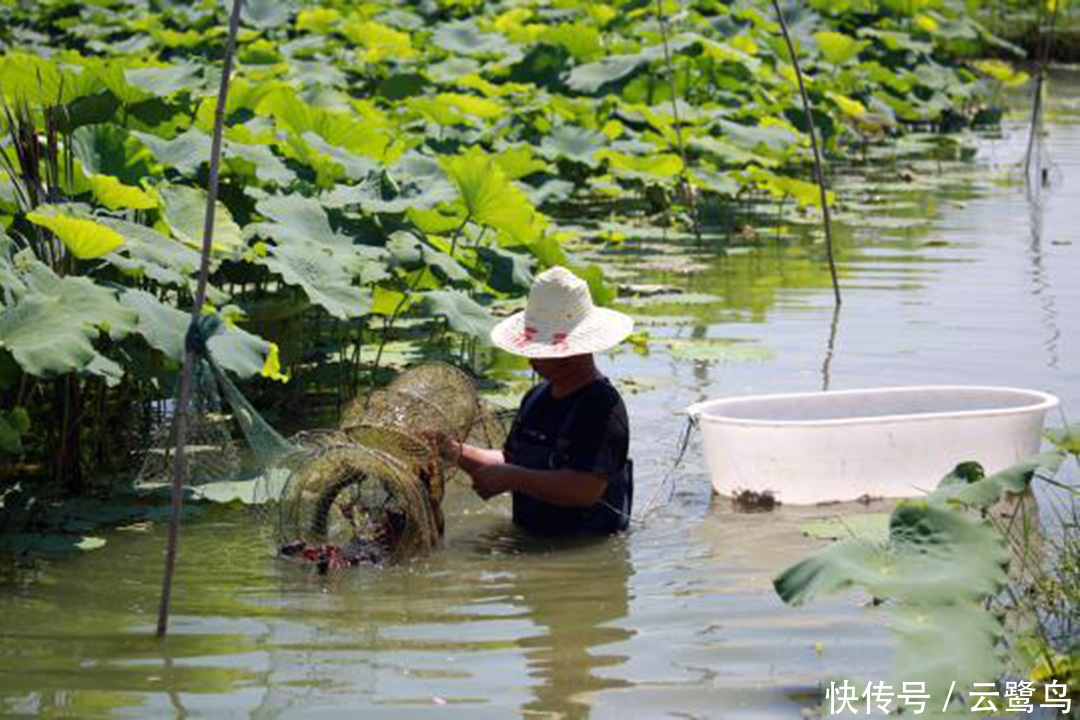 养殖小龙虾不赚钱,不是因为你笨,而是这几点你
