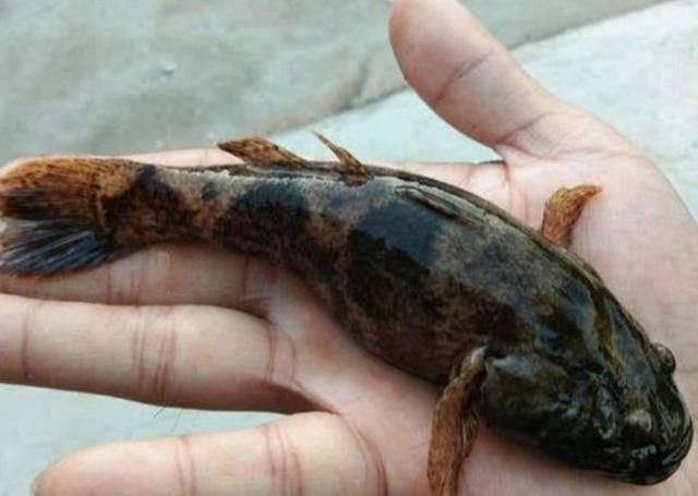  「利润」养殖沙塘鳢一亩才8000多元成本，价格却60元一斤，亩利