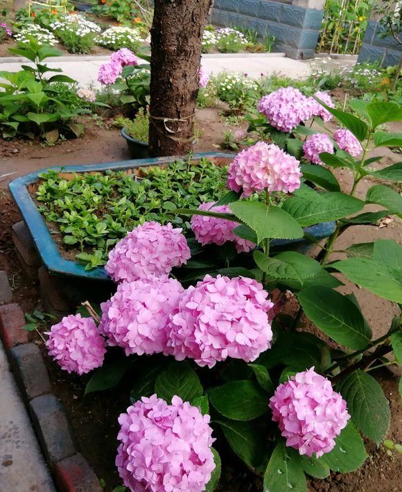  #开花的植物#养花有门道， 5个“雷区”要避开，有人经常犯，小心把花都养死
