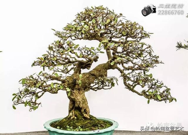把温江盆景卖到欧洲去