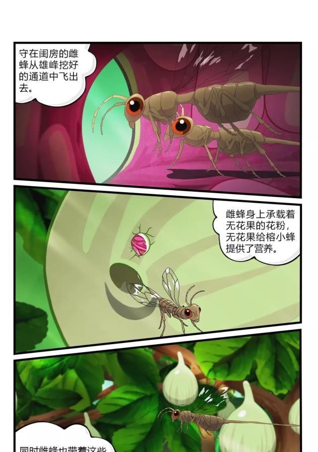  真的：果实内的旅行：无花果真的没有花吗？
