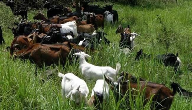  只繁殖母羊|一万块钱搞养殖，买几只羊好，还是买三四头小母猪好？看看老农咋说