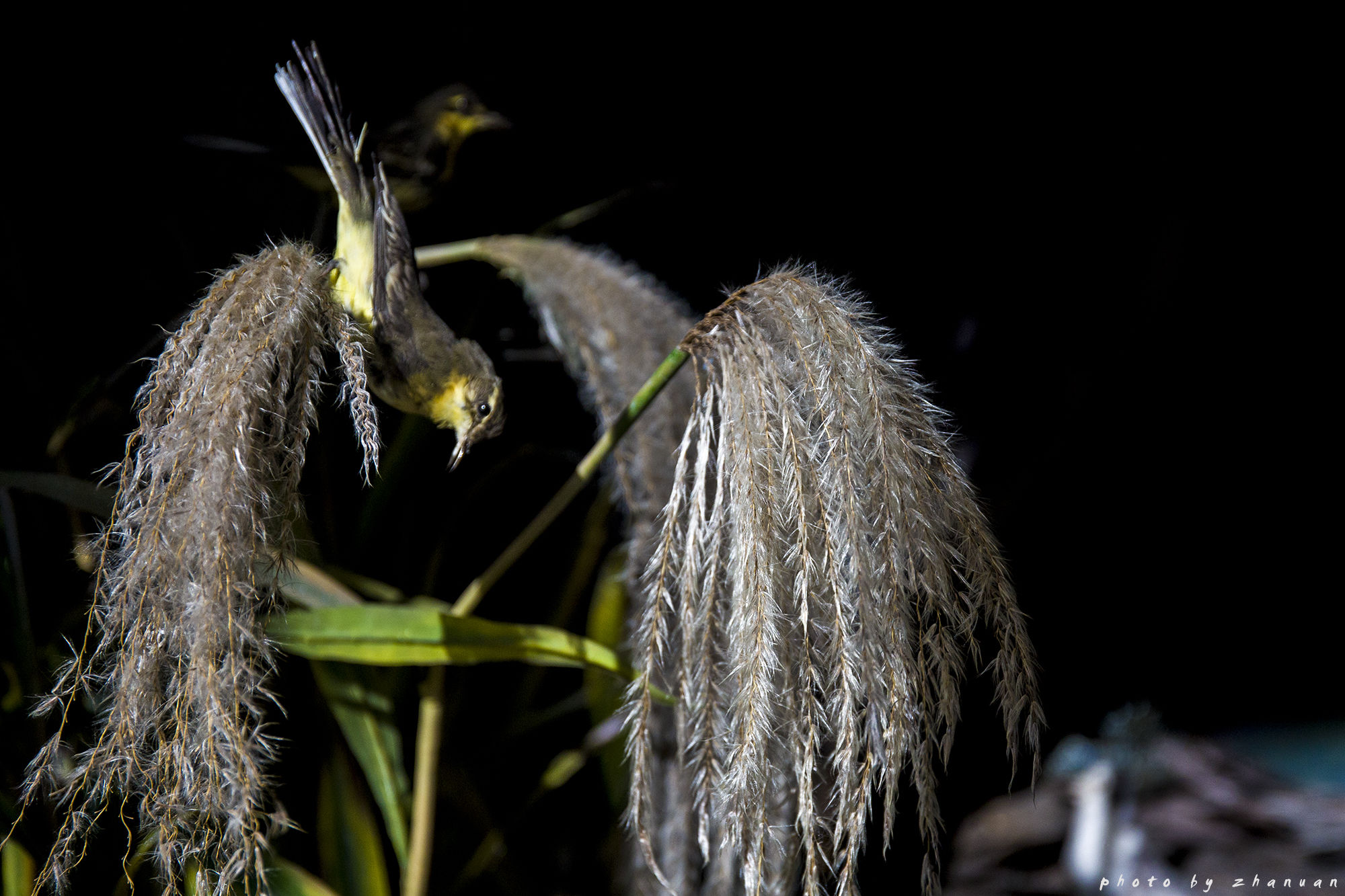 东营丨走过沧海桑田，终是在芦花飞雪的秋日遇见你