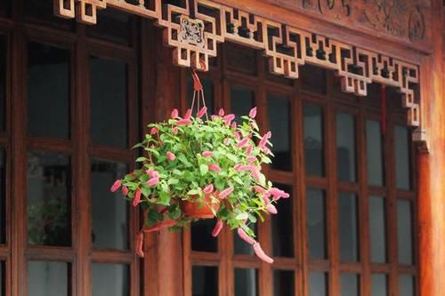  『盆栽』花期很长的勋章花，年头开到年尾，好看又好养，是阳台盆栽佳品