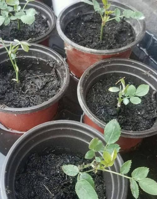 「路边」这两种植物,路边掐根枝条,回家自己扦插,把花园“搬”回家